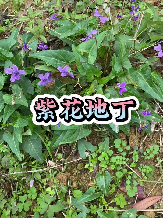 紫花地丁也叫“野堇菜”,它有什么用处呢?
