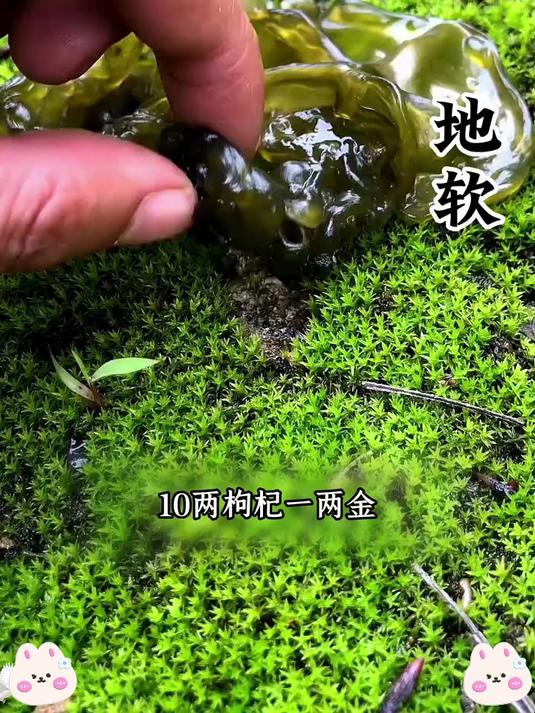 地皮菜 PK 其他野菜,谁才是真正的 “山野鲜味之王”?