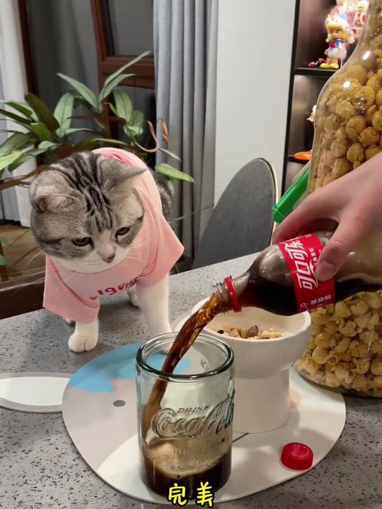 猫咪泡芙拥有私人小影院！冻干、爆米花配可乐，这待遇也太绝了