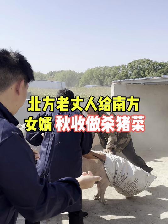 北方老丈人给南方女婿秋收做杀猪菜