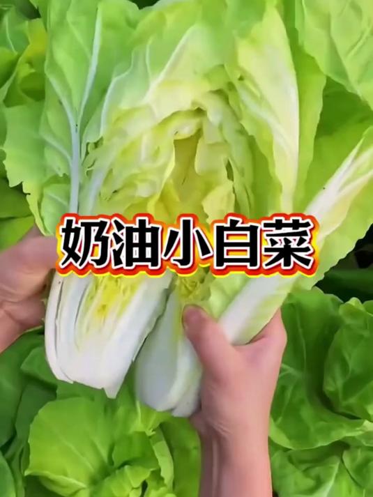 这款是奶油小白菜种子,它不仅味道鲜美口感好生长快!