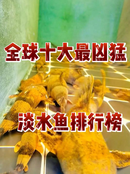 全球十大最凶猛淡水鱼排行榜
