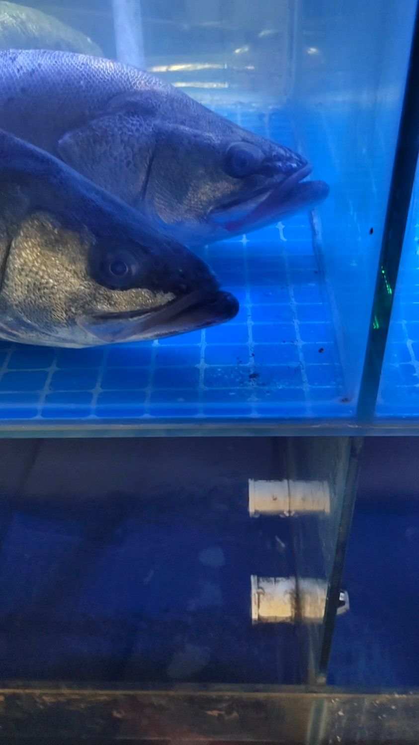 今天看到这两条野生四鳃鲈鱼每条7斤多重