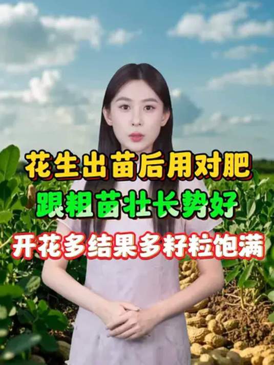花生出苗施肥有讲究,根壮苗旺花果多,籽粒饱满