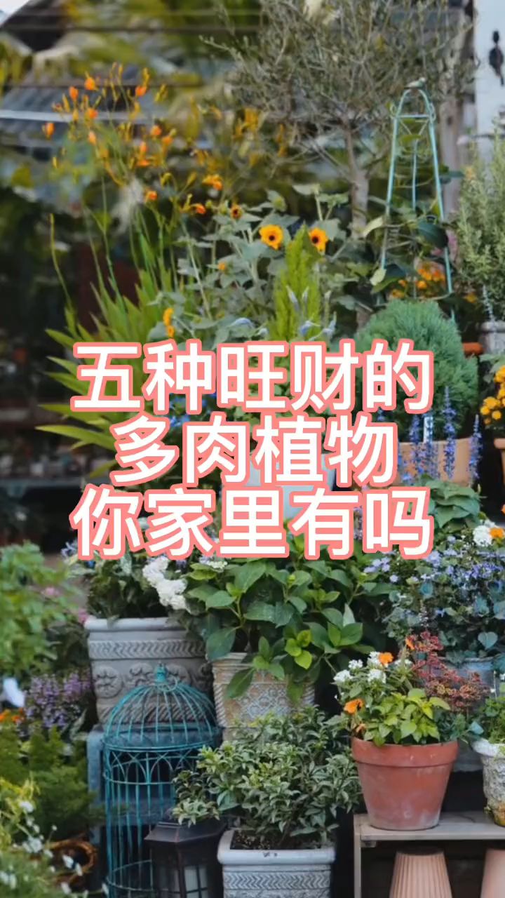 这几种多肉植物好看好养寓意还好