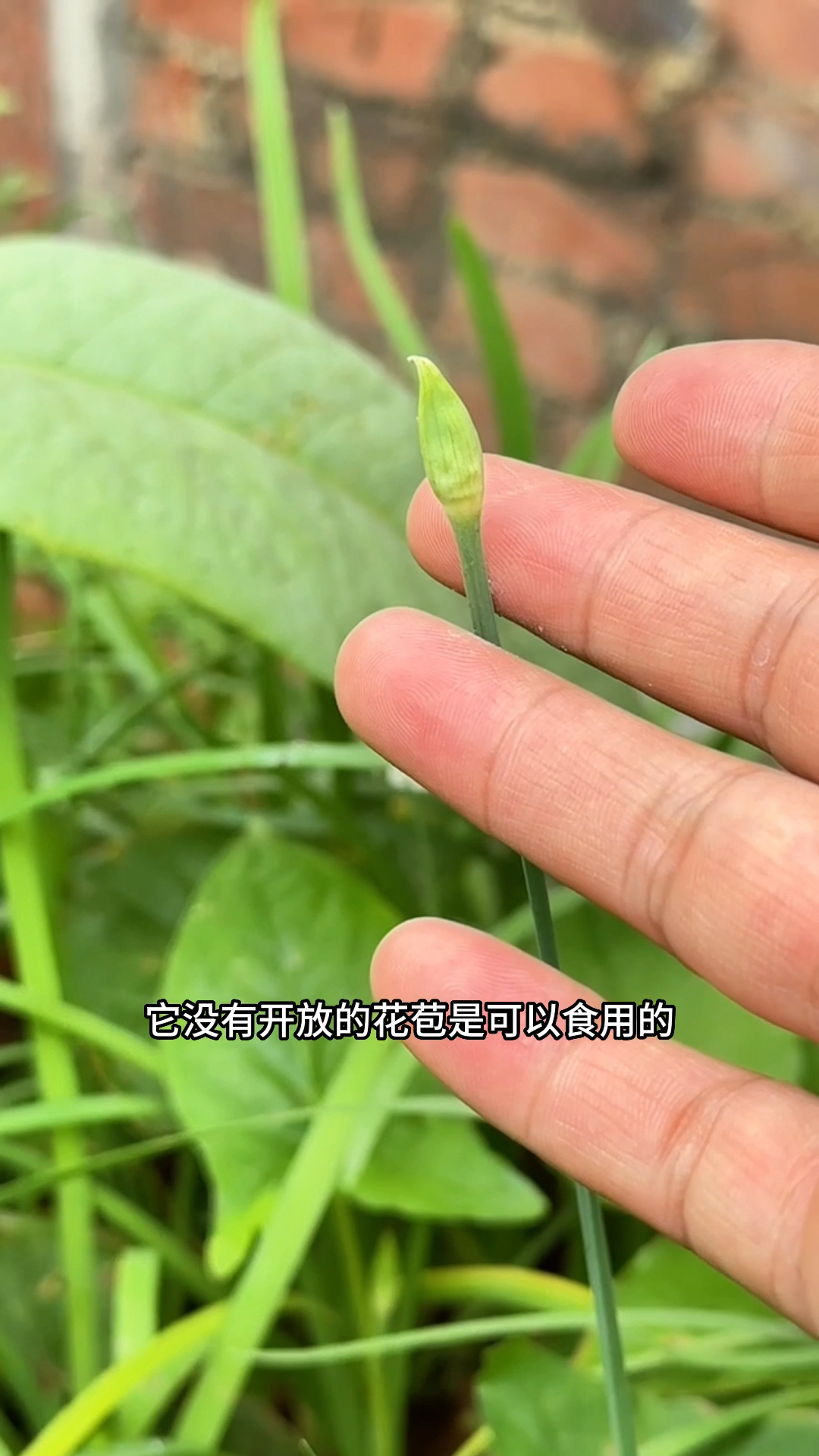 韭菜花和韭苔怎么吃