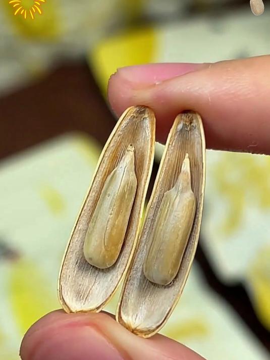 铁锅干炒牙签瓜子,原味香浓超解馋