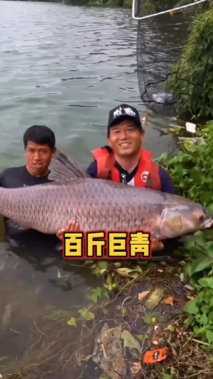 听说百斤青鱼的鱼石是可遇不可求的,这只有钓友们才能体会到,您见过这么大的青鱼吗?