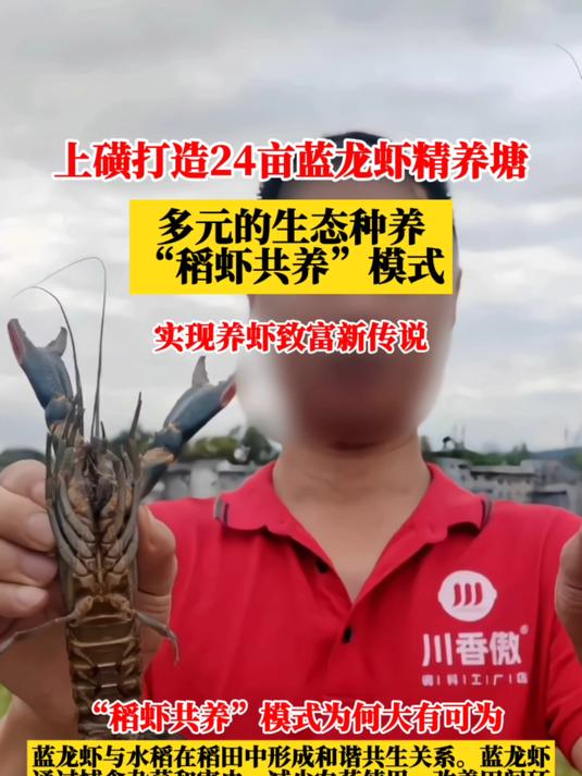 厉害!稻虾共养的养殖模式,为何让澳龙虾走上新高度?