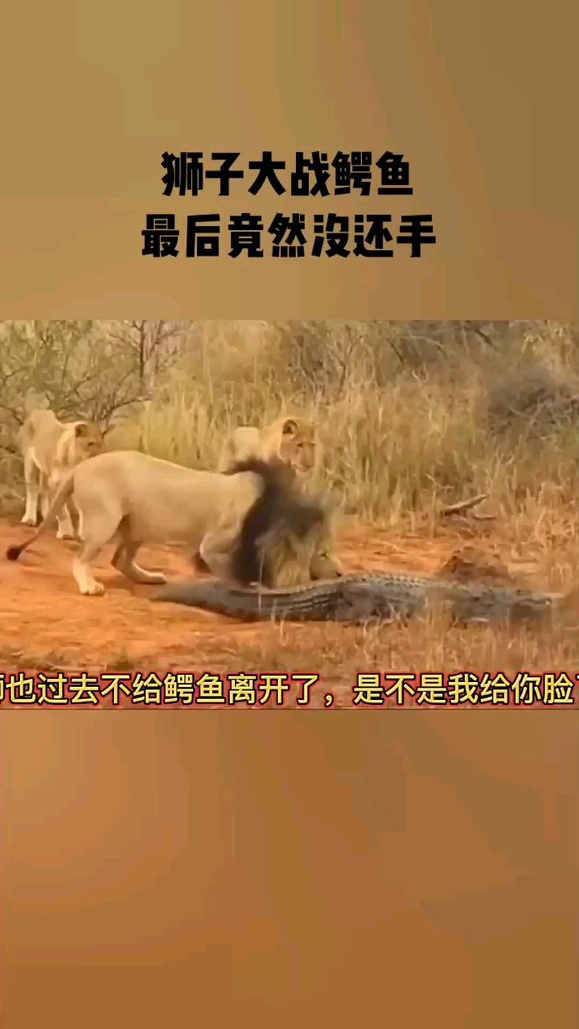 狮子大战鳄鱼,鳄鱼最后竟然没还手