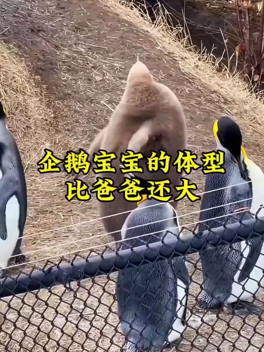 20天的企鹅宝宝的体型 比爸爸还大是怎么回事