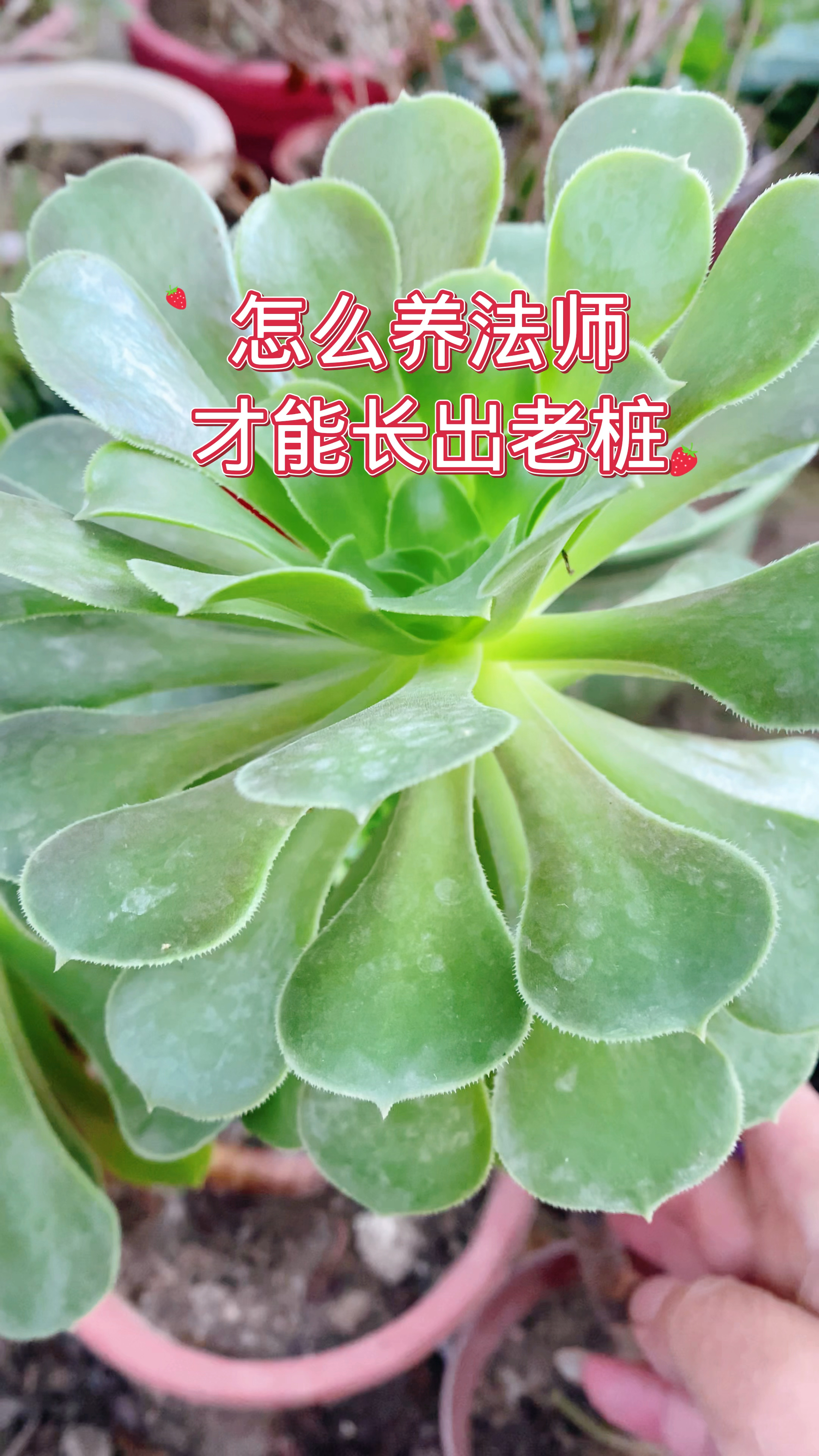 怎么把法师养成老桩