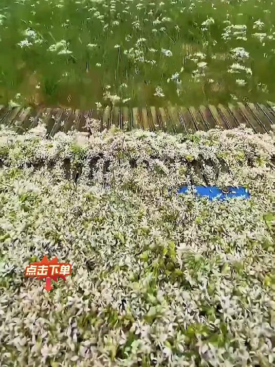 溯源种植基地,看真正的好韭菜花长啥样