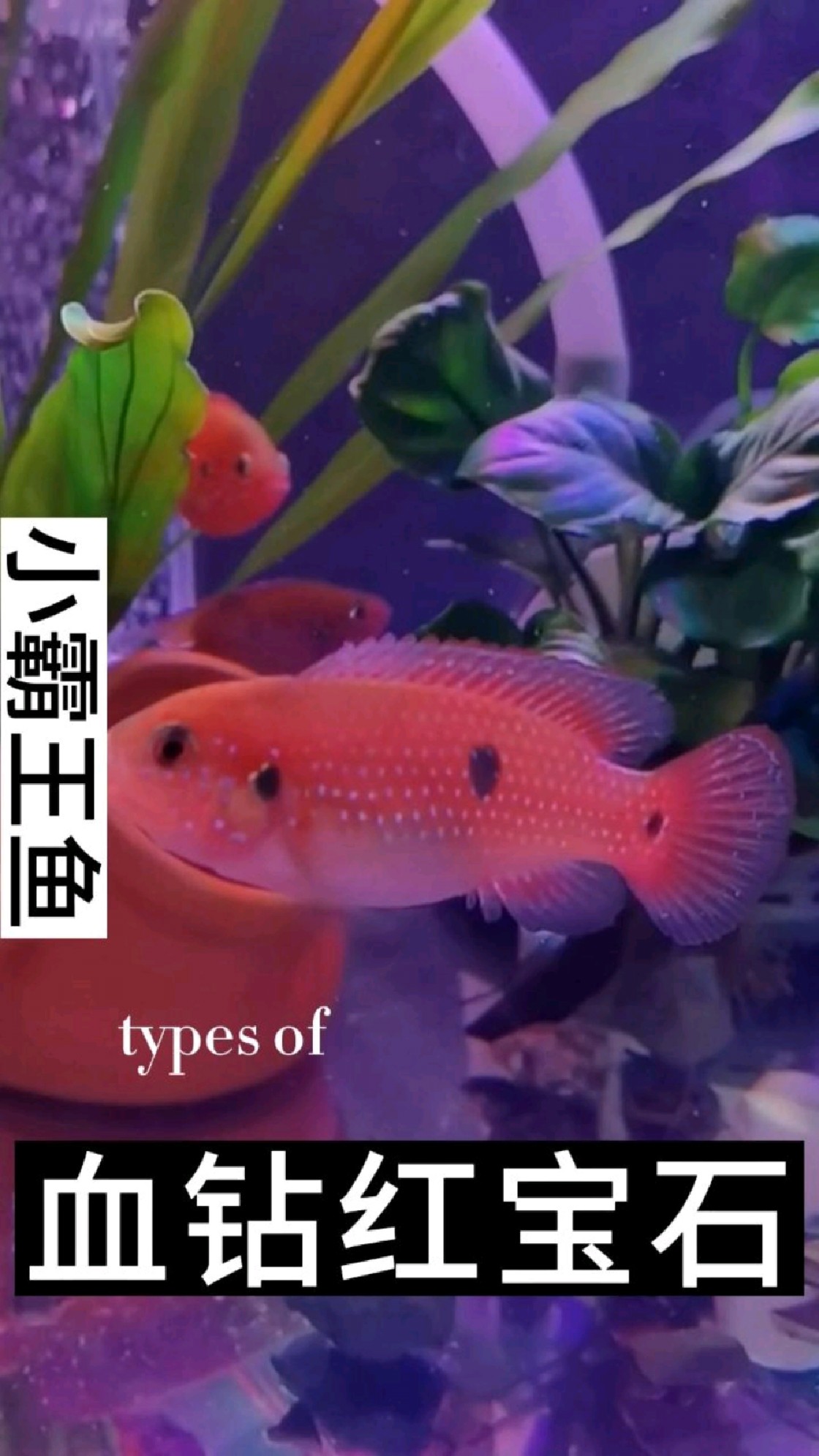 血钻红宝石攻击性很明显,很爱打架。短体的叫做血钻,长体的叫做红宝石