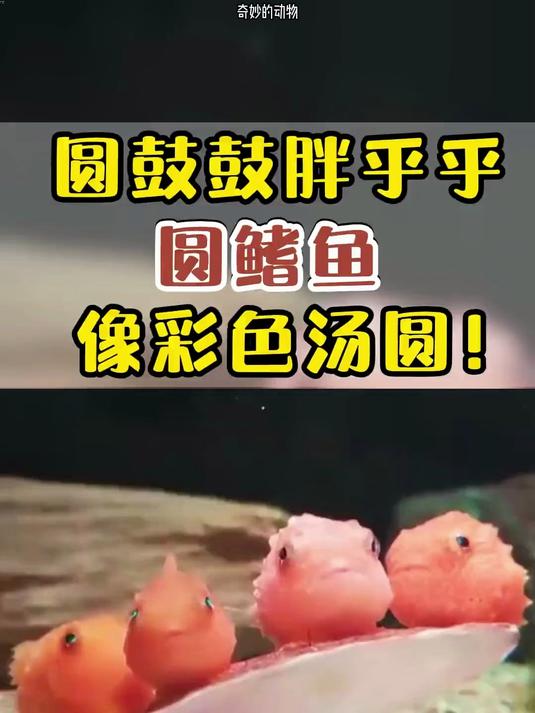 圆鼓鼓胖乎乎圆鳍鱼像彩色汤圆！#圆鳍鱼像汤圆##治愈系海洋#