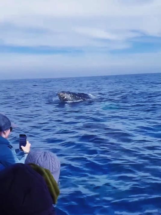 两头鲸鱼向人类求助,拔愁身上的藤壶