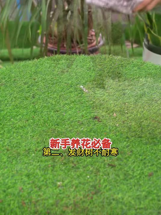 北欧风郁金香瓷盆,发财树ins造型修剪,网红咖啡店同款绿植