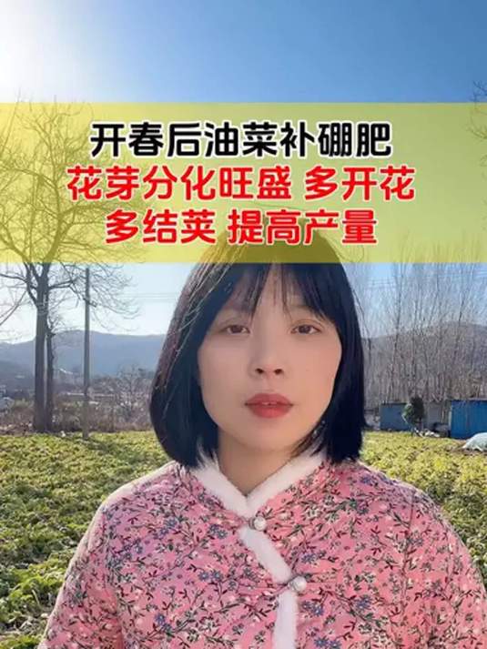 开春油菜喷硼肥,促花芽分化,多花多荚高产不难