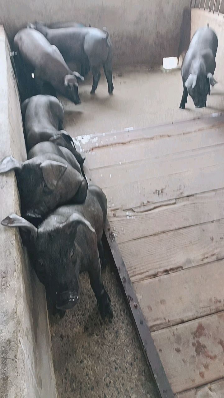 正在选猪中(黑杜母猪)