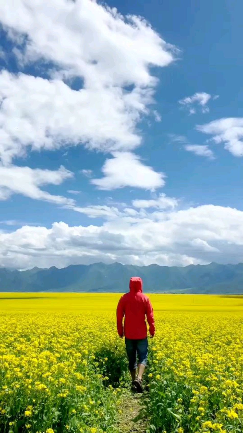 九月祁连山:门源油菜花开