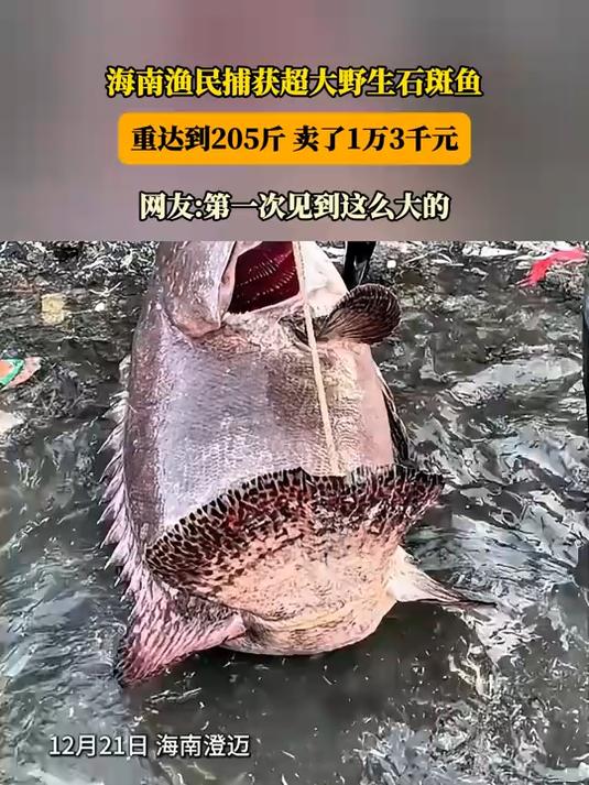 海南渔民捕获超大野生石斑鱼,重达到205斤,卖了1万3千元