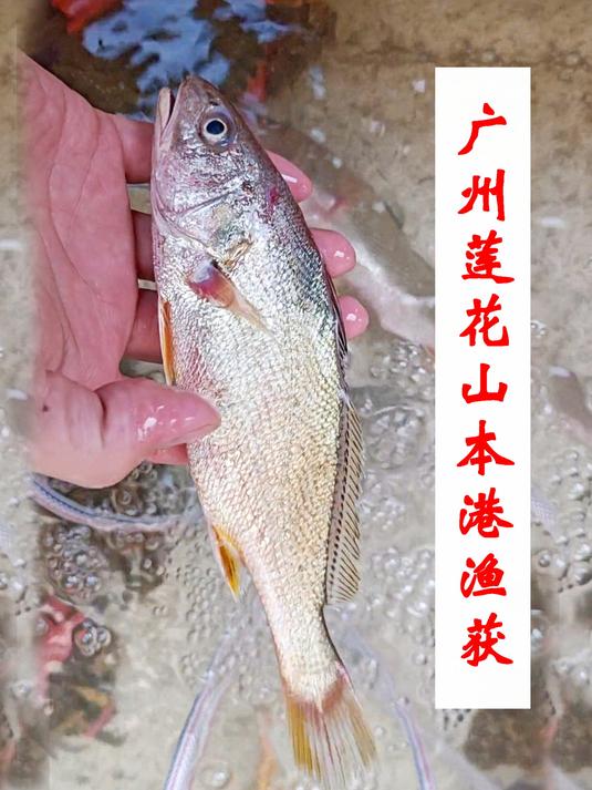 本港野生鱼记录,广州莲花山居民,有口福