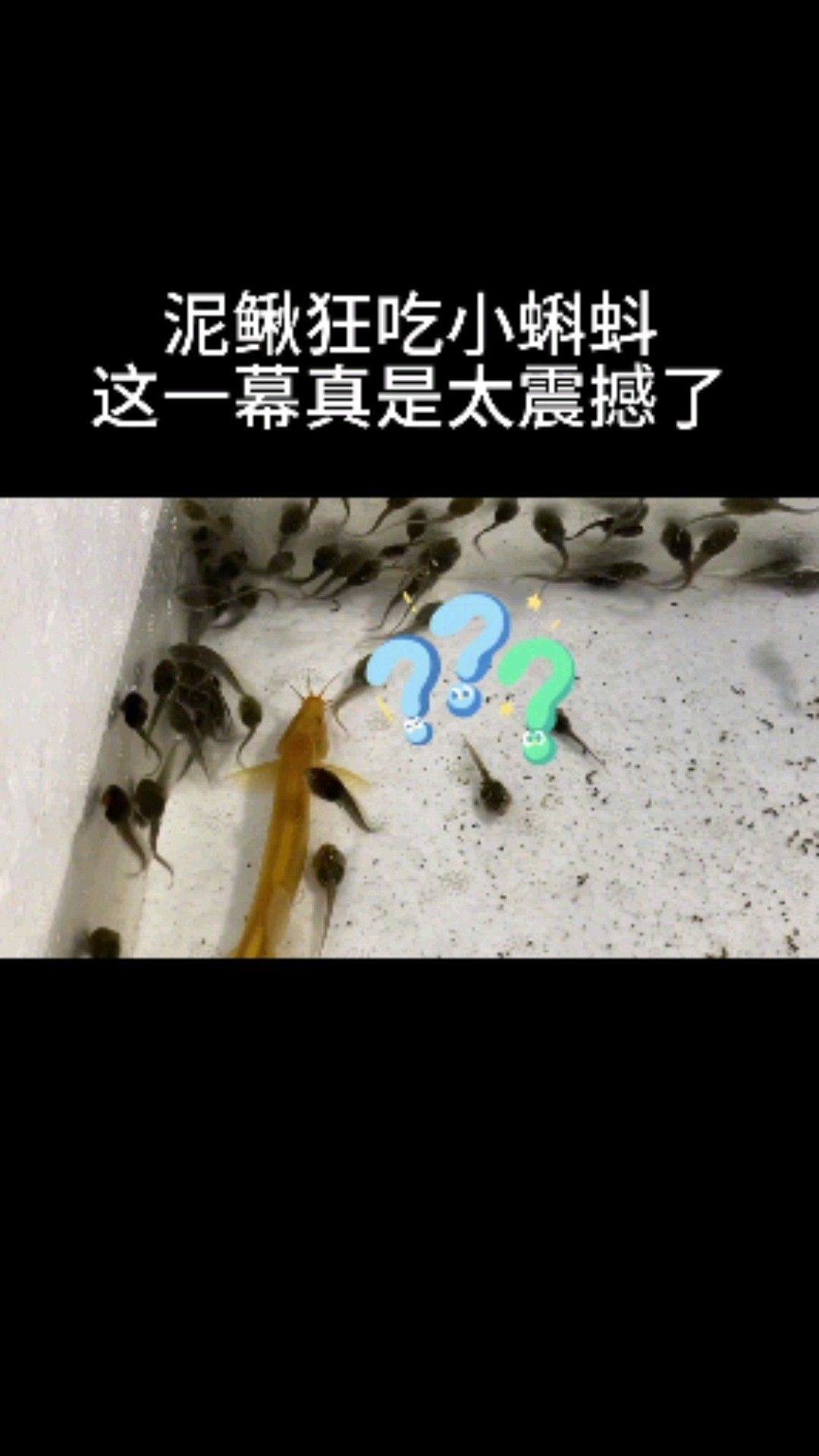 泥鳅狂吃小蝌蚪