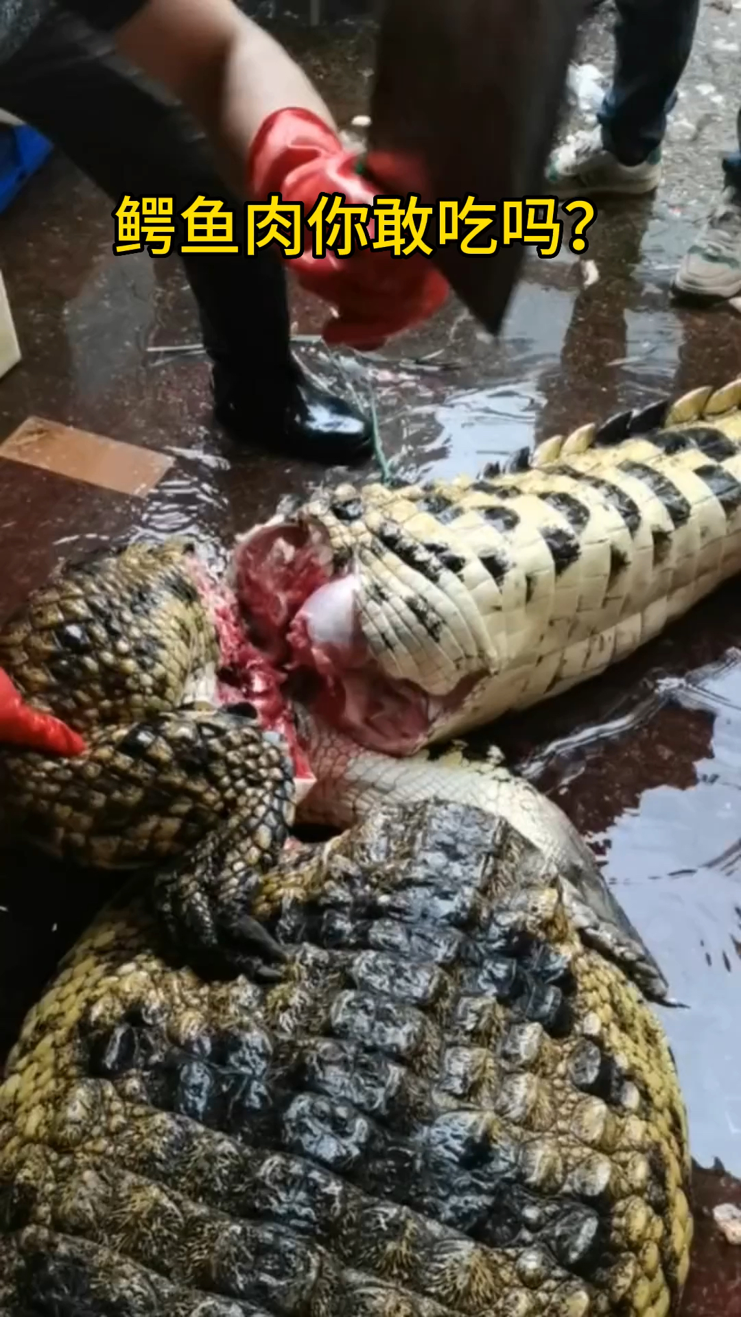 鳄鱼肉你敢吃吗?