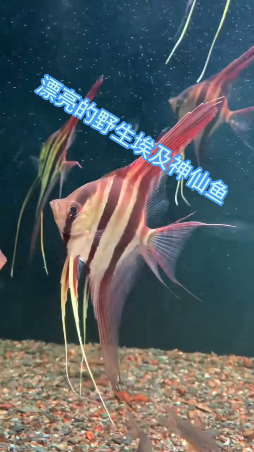 漂亮的野生埃及神仙鱼