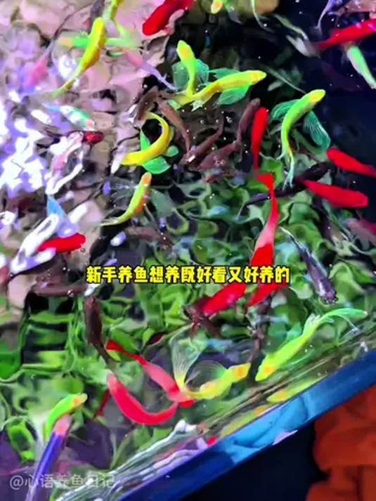 绿翡翠蝶翼斑马鱼 无需过滤氧气也能养好 真神奇