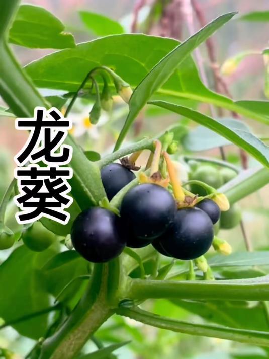 龙葵你吃过吗