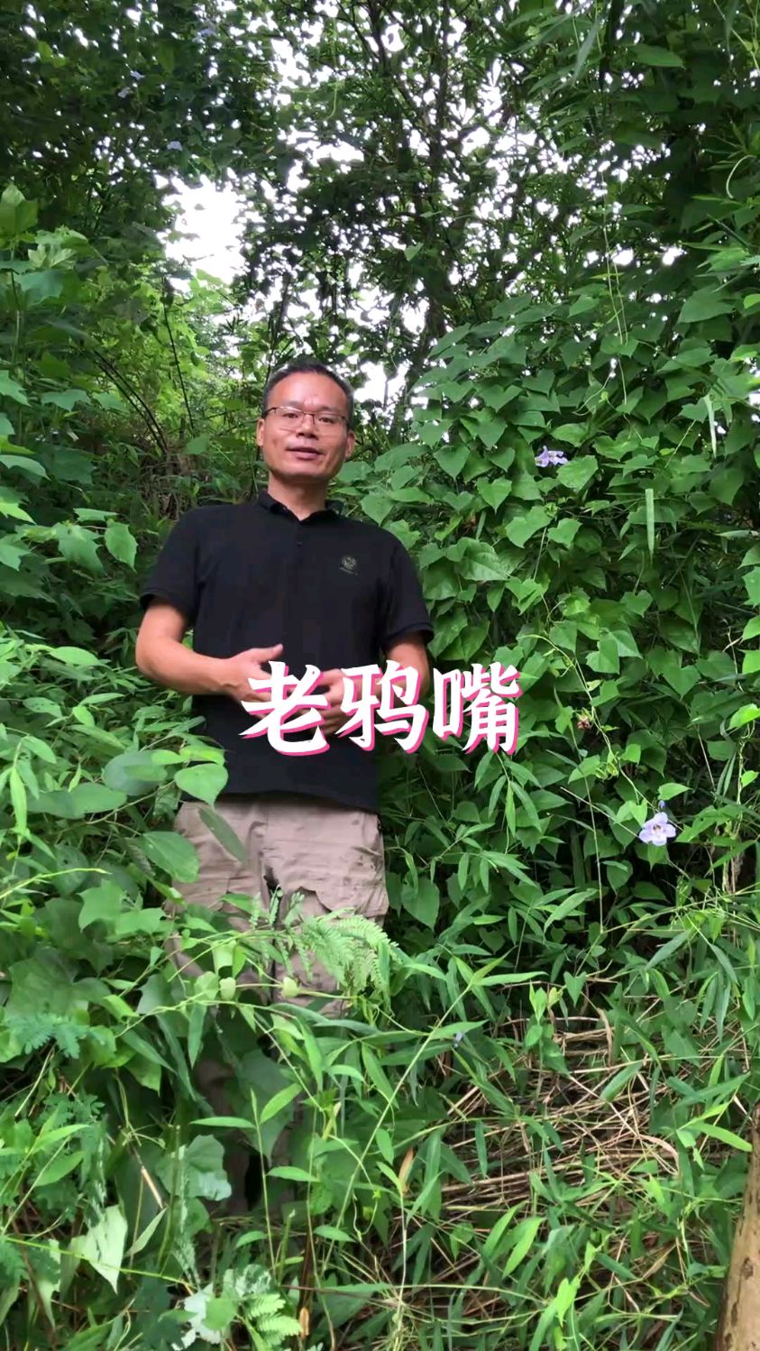 老鸦嘴又叫山牵牛,你们那里叫什么呢?
