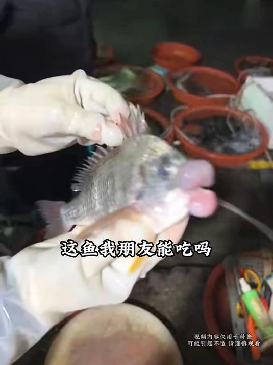 带你认识22种鱼类，你吃过几种？#年年有鱼 #鱼 #鱼获满满 #涨知识