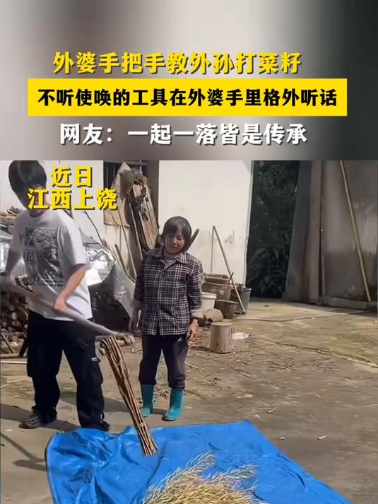 外婆手把手教外孙打菜籽