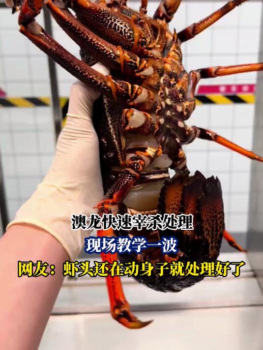 澳龙快速宰杀处理，现场教学一波，网友：虾头还在动就处理好了