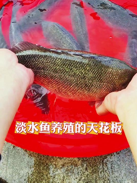 淡水鱼养殖的天花板