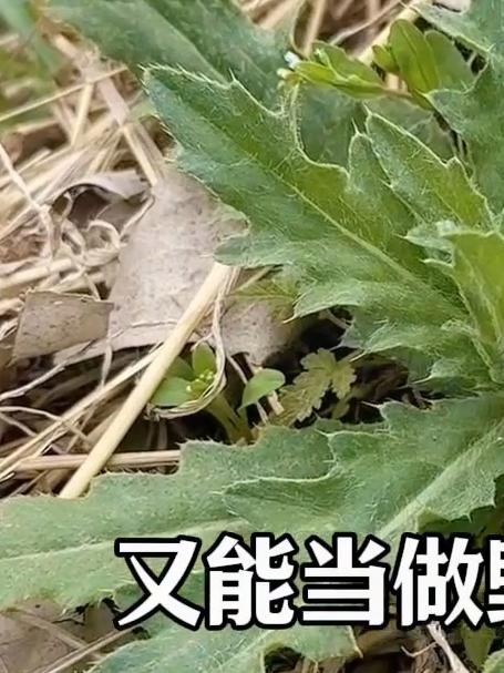 鲜小蓟的讲解 小蓟又名刺儿菜