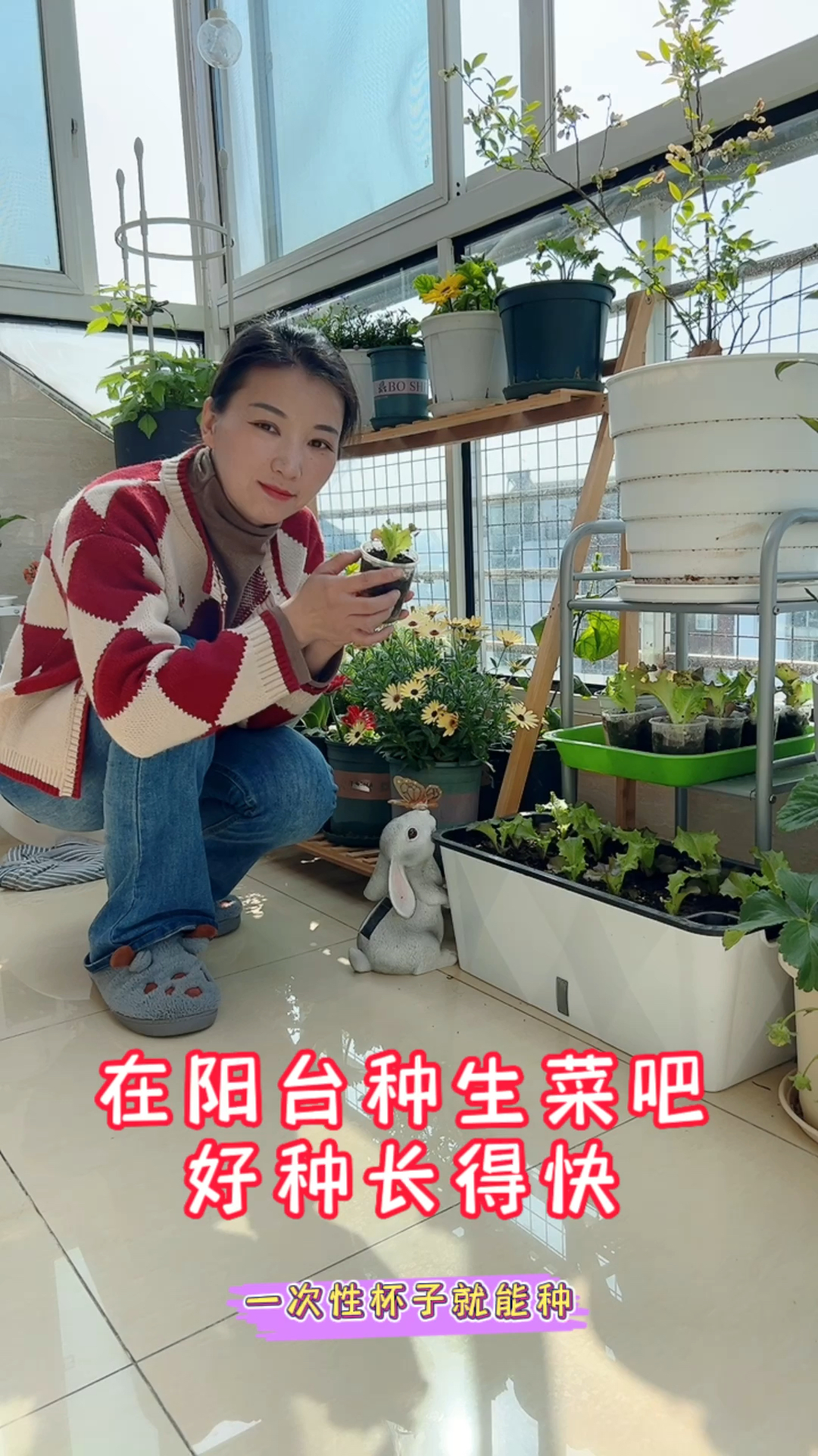 盆栽种生菜详细教程,阳台窗台都能种