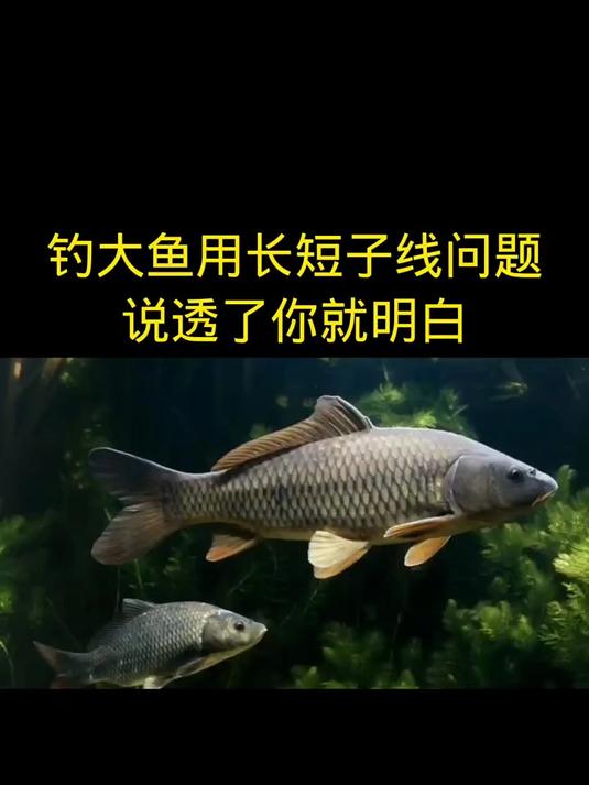 钓大鱼用长子线还是短子线？说透了你就明白