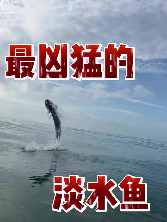 最凶猛的淡水鱼都有哪些?