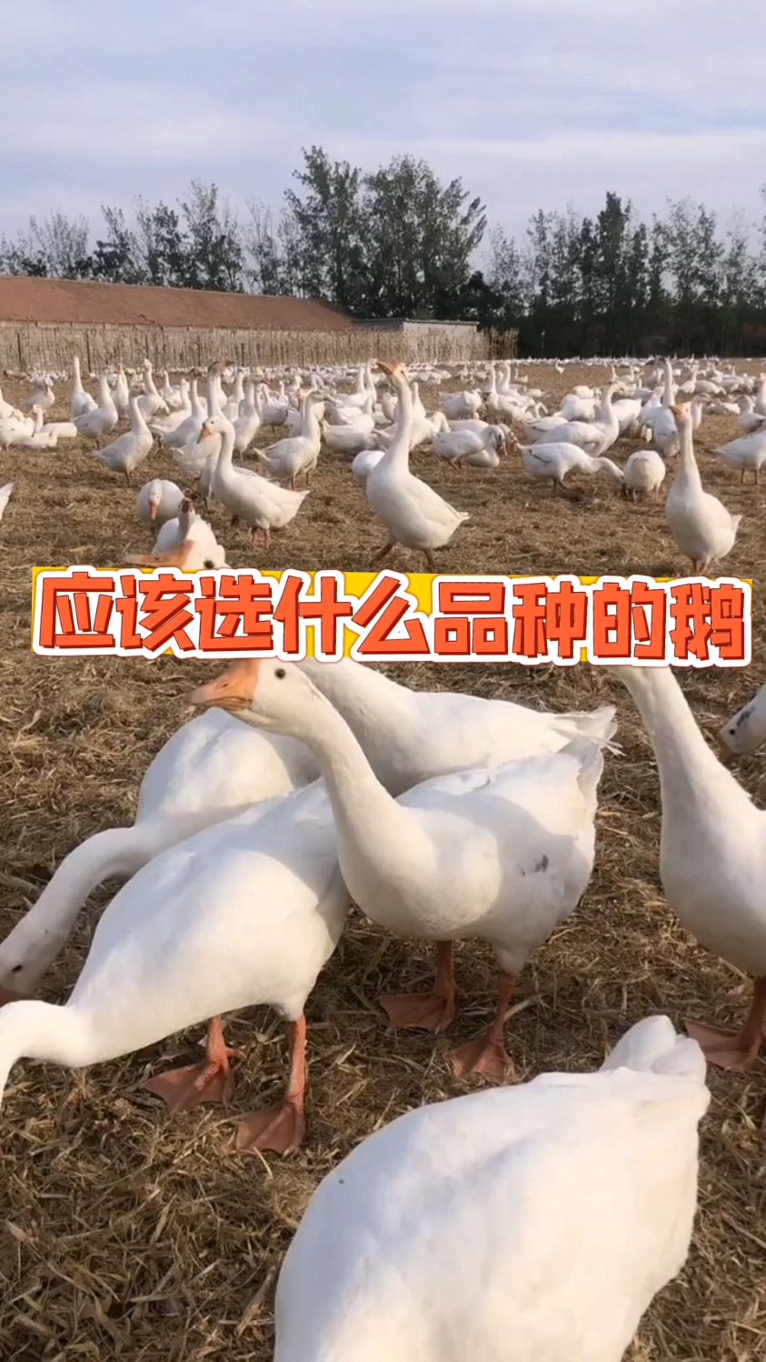 养鹅应该养什么品种的鹅