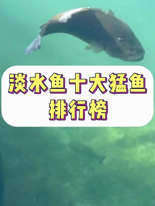淡水鱼十大猛鱼排行榜
