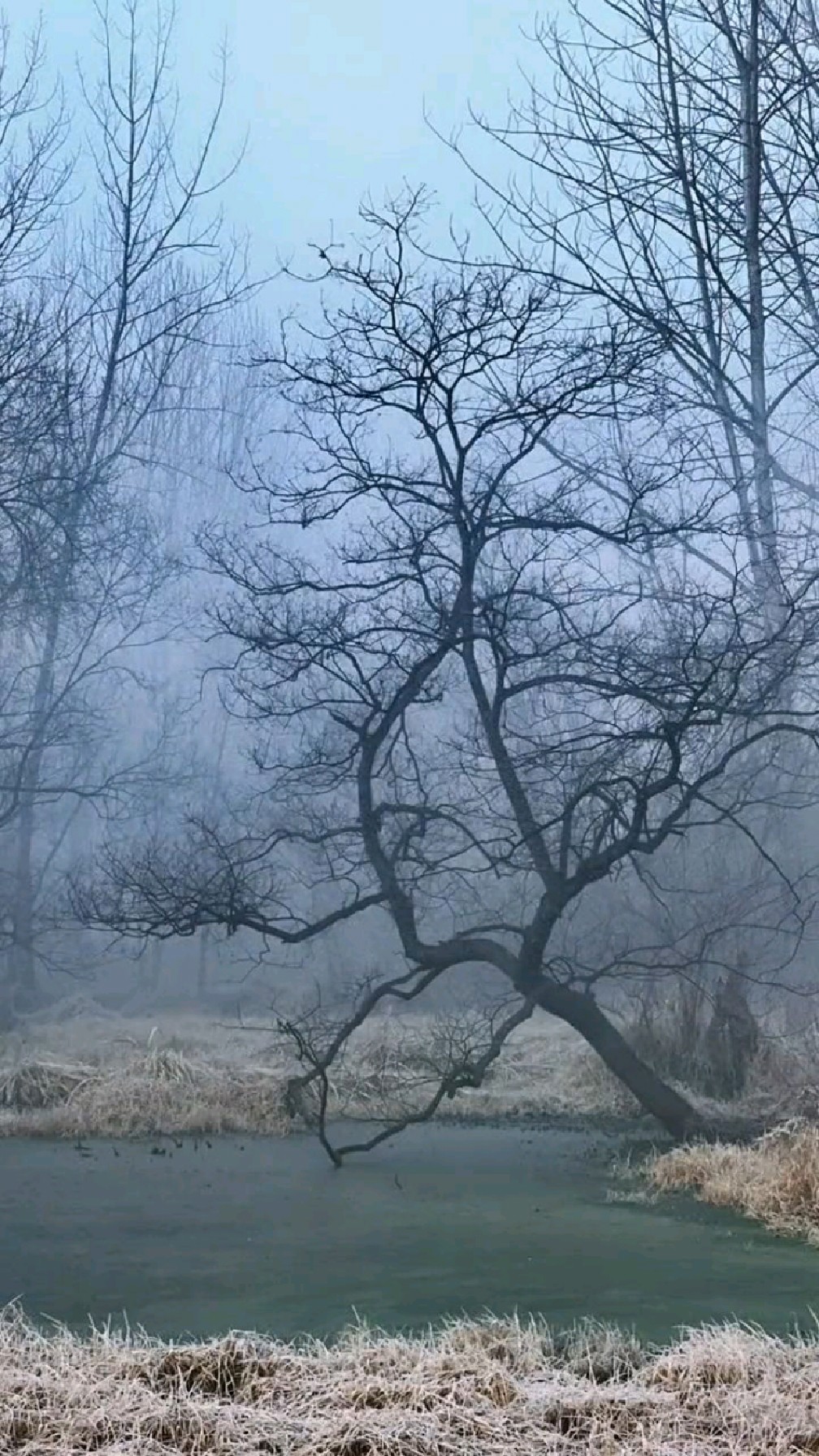 怪不得说古人是写实派，原来古人的水墨画是写实，治愈系风景