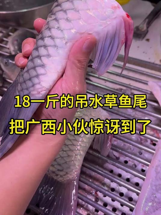 18一斤的吊水草鱼尾，把广西小伙惊讶到了