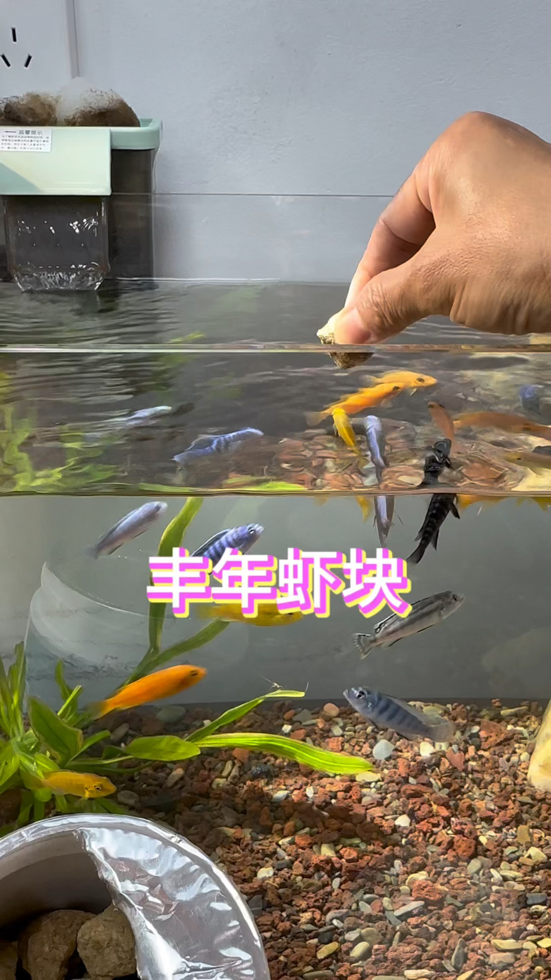 充分保留了鲜活丰年虾的营养成分和细腻口感高蛋白易吸收大部分中小型鱼都可以喂#水族
