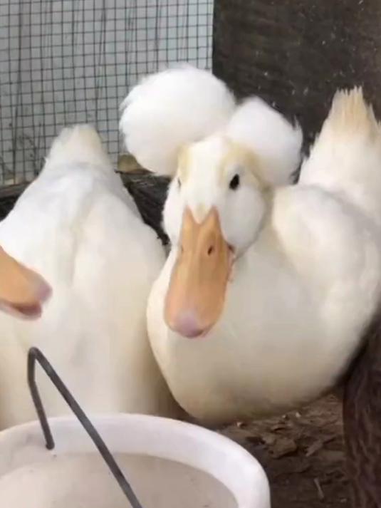 科普十七种不同品种的鸭子,有多少是你认识的呢?