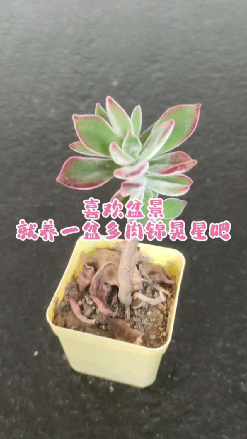 喜欢盆景,就像一盆锦晃星多肉吧,容易出状态,好养又好看