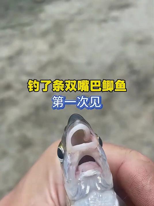 钓了条双嘴巴鲫鱼