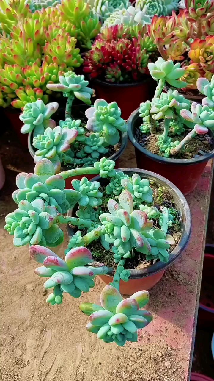 劳尔多肉怎么繁殖