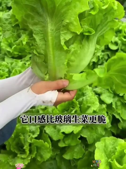 速生意大利生菜籽短期就采收